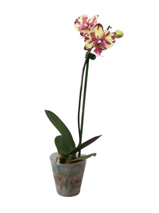 Phalaenopsis Allura 'Fandango'