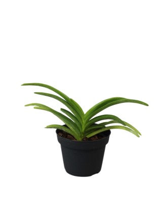 Vanda tessellata x sib