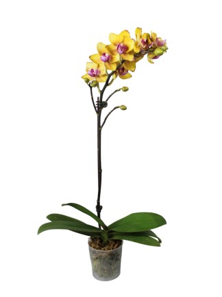 Phalaenopsis Sweet Girl