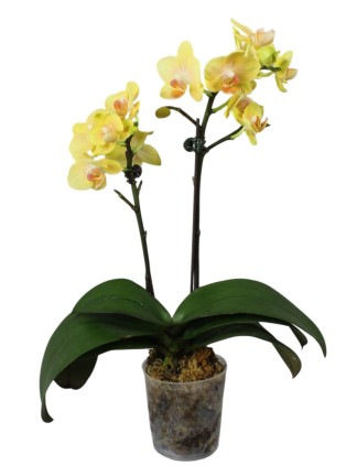 Phalaenopsis Hornglin Grapefruit '315'