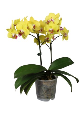 Phalaenopsis OX Yelow Freed 