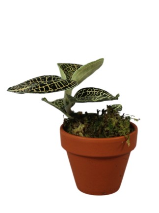 Anoectochilus 'Emerald Gold'