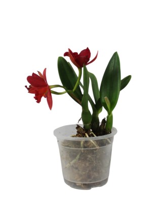 Cattleya Little Hazel