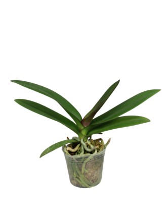 Phalaenopsis SKB Black Lace 'Peloric'