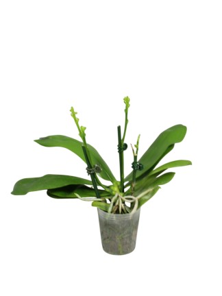 Phalaenopsis speciosa 'Iron Purple'