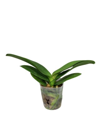 Phalaenopsis Fusheng Black Peacock