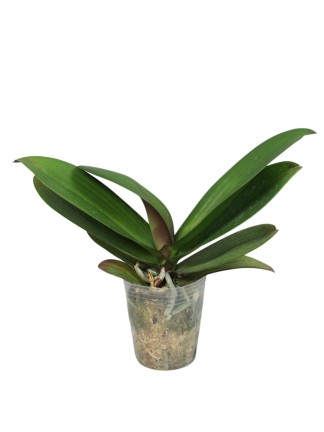 Phalaenopsis Miki Kuroshio '3091'