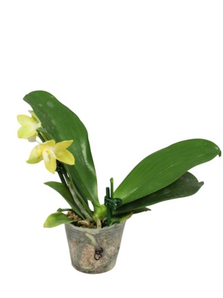 Phalaenopsis Yaphon Christmas '335'