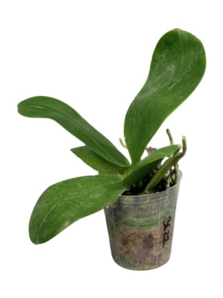 Phalaenopsis Lioulin Blue  Jewel x Phalaenopsis LL.Purple Party