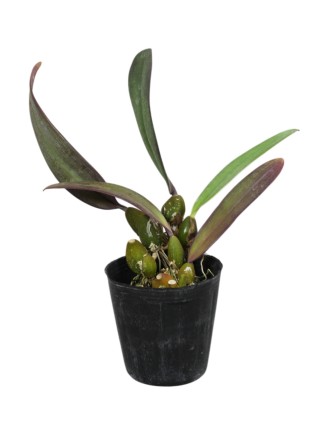 Bulbophyllum phalaenopsis x cruentum