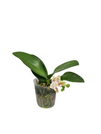 Phalaenopsis Lioulin L Grift