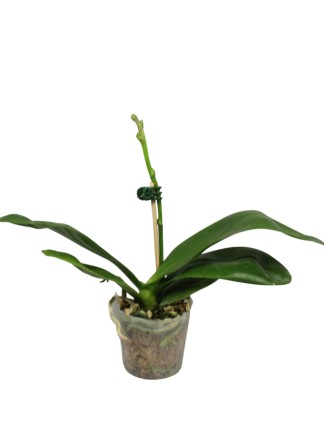 Phalaenopsis Zheng Min Parakeet 'Peter'