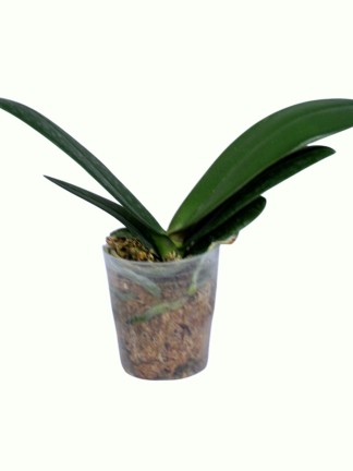 Phalaenopsis (Chiada Gloria x Yu Pin Pearl) 'Splash'