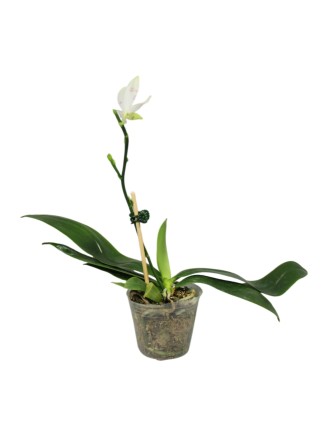 Phalaenopsis tetraspis 'Fire'