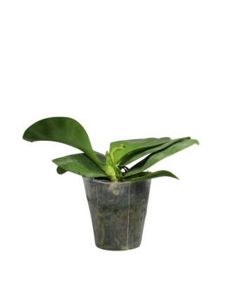 Phalaenopsis violacea indigo x sib