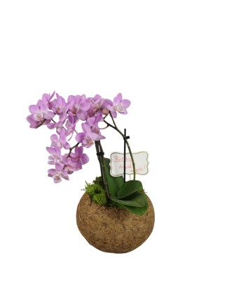 Anyák napi orchidea 02.