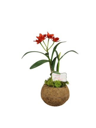 Anyák napi orchidea 03.