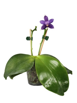 Phalaenopsis Yang Yang Blue Angel x Phalaenopsis lueddemanniana coerulea x Phalaenopsis violacea indigo 