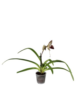 Paphiopedilum rothschildianum  'R'  x sib