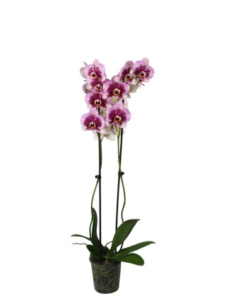 Phalaenopsis 2 száras