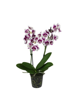 Phalaenopsis 2 száras apró virágú