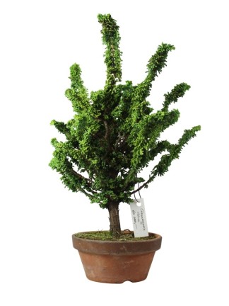 Japán shohin bonsai alapanyag - Chamaecyparis obtusa 'Sekka' 01