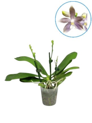 Phalaenopsis speciosa 'Iron Purple'