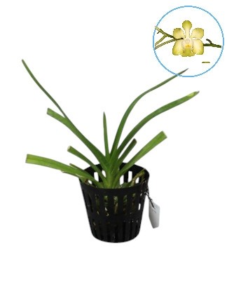 Vanda denisoniana
