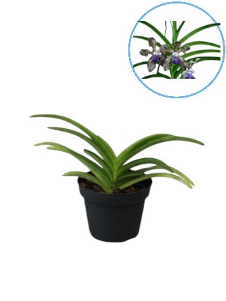 Vanda tessellata x sib