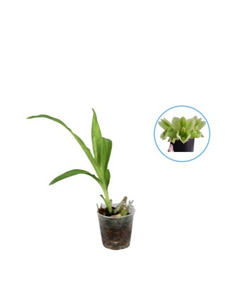 Clowesetum Jumbo Jade