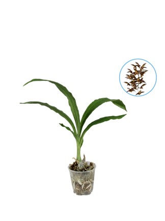 Catasetum osculatum 