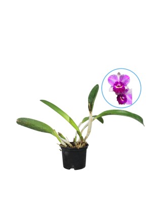 Rth Chien Ya Beauty 'Purple Rose'