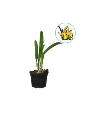 Cahuzacara Hsinying Naranja