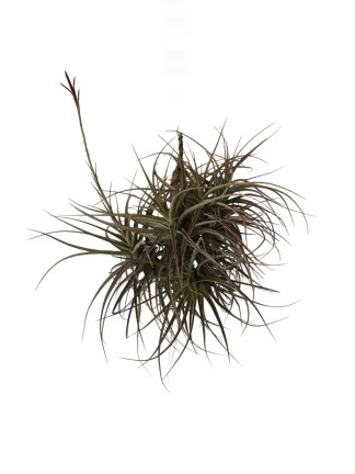 Tillandsia buchlohii