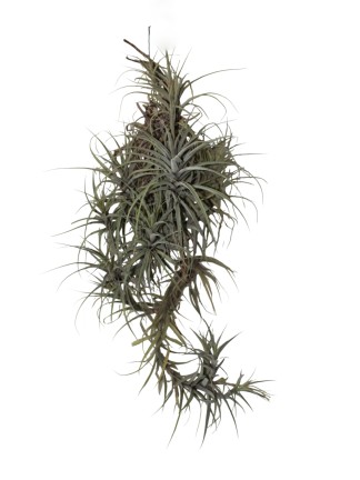 Tillandsia incarnata telep