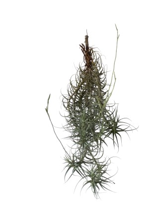 Tillandsia arhiza telep