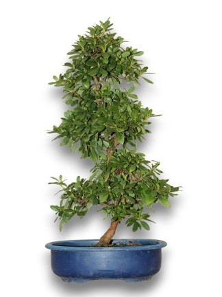 Hajlítot  törzsű azálea bonsai kék nevelő tálban 
