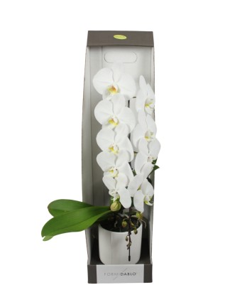 Phalaenopsis Formidablo (fehér szinű virág)