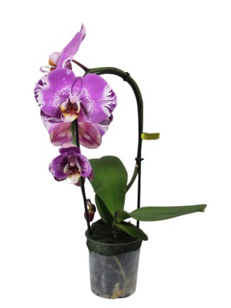 Phalaenopsis Singolo 'Victorio'