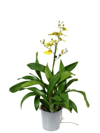 Oncidium Sweet Sugar