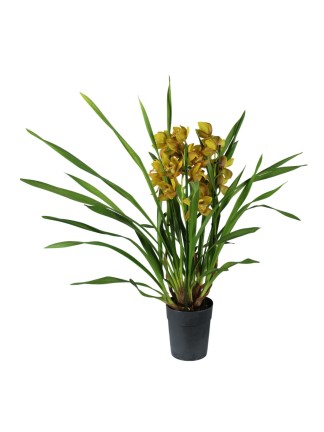 Cymbidium 3 virágszáras
