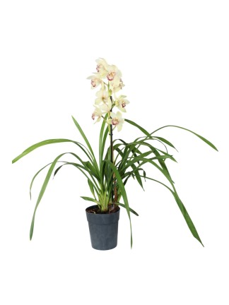 Cymbidium 1 virágszáras