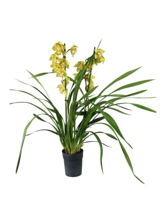 Cymbidium 2 virágszáras