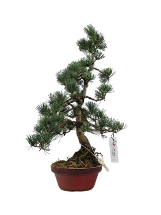 Kis méretű Pinus parviflora - Japán fehérfenyő bonsai előanyag 01.
