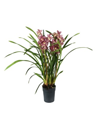 Cymbidium 3 virágszáras