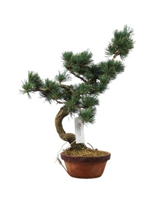  Kis méretű Pinus parviflora - Japán fehérfenyő bonsai előanyag 02.