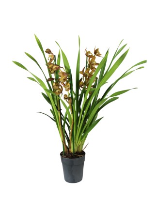 Cymbidium 3 virágszáras 01.