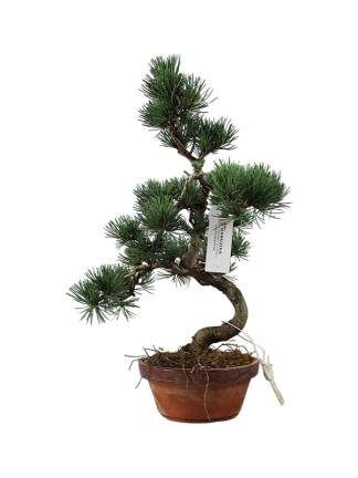 Kis méretű Pinus parviflora - Japán fehérfenyő bonsai előanyag 04.