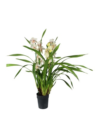 Cymbidium 3 virágszáras 02.