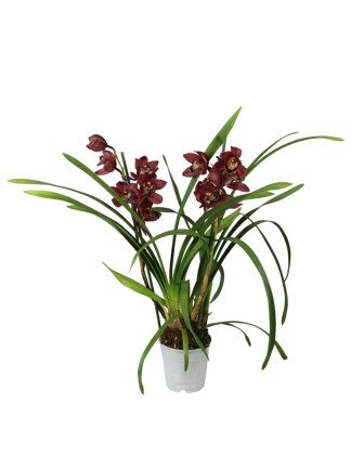 Cymbidium 2 virágszáras bordó virágú